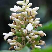 renealmia_pyramidalis4md