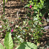 Salvia buchananii (Sauge de Buchanan)