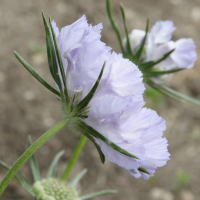 scabiosa_caucasica2md