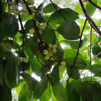 syzygium_malaccense4md