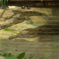 Tomistoma schlegelii (Faux-gavial)