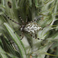 Aculepeira ceropegia (Araignée)