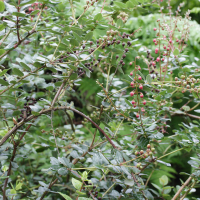 Agauria buxifolia (Petit bois de rempart)