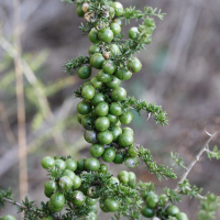 asparagus_acutifolius5md (Asparagus acutifolius)