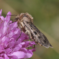 chersotis_alpestris2bd (Chersotis alpestris)