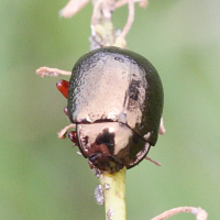 chrysolina_bankii3md (Chrysolina bankii)