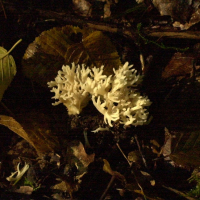 Clavulina coralloides (Clavaire à crêtes)