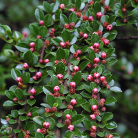 cotoneaster_horizontalis3md (Cotoneaster horizontalis)