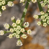 crithmum_maritimum5md (Crithmum maritimum)