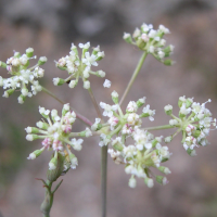 cyclospermum_leptophyllum3md (Cyclospermum leptophyllum)