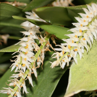 dendrochilum_glumaceum2md (Dendrochilum glumaceum)