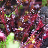 drosera_intermedia3md (Drosera intermedia)