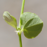 drymaria_cordata2md (Drymaria cordata)