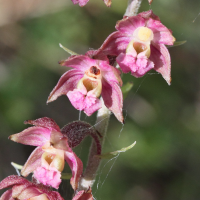 epipactis_atrorubens4md (Epipactis atrorubens)