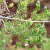 Erica verticillata (Bruyère verticillée)