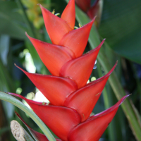 heliconia_caribaea4md