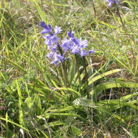 Hyacinthoides_non-scripta ssp. hispanica