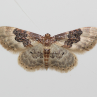 idaea_rusticata6md