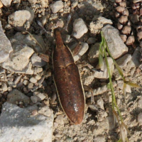 Lixus juncii (Charançon, Lixus de la betterave)