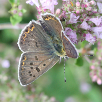 lycaena_tityrus2md