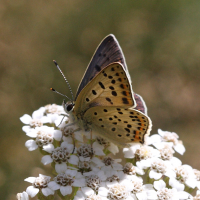 lycaena_tityrus3bd