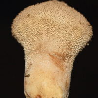 lycoperdon_perlatum6md