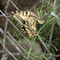 Papilio machaon (Papillon machaon)