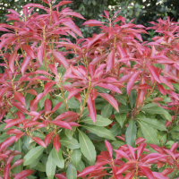 pieris_formosa1bmd