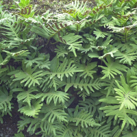 Polypodium vulgare (Polypode vulgaire, Réglisse des bois)