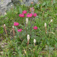 ranunculus_glacialis4md