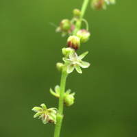 rumex_acetosella4md