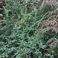 Agrimonia procera (Aigremoine odorante)