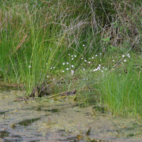 baldellia_ranunculoides5bd (Baldellia ranunculoides)