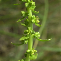 beta_maritima6md (Beta vulgaris ssp. maritima)