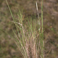 Brachypodium_retusum (Brachypodium retusum)