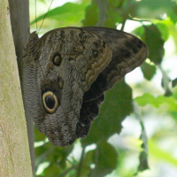 caligo_eurilochus2md (Caligo eurilochus)