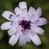 Catananche_caerulea (Catananche caerulea)