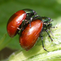 chrysolina_polita3bd (Chrysolina polita)