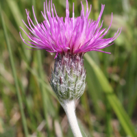 cirsium_anglicum2md (Cirsium dissectum)