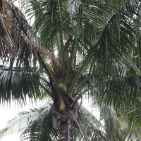 cocos_nucifera2md (Cocos nucifera)