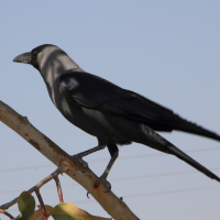 Corvus splendens (Corbeau familier)