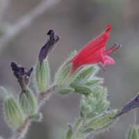 echium_angustifolium2bd