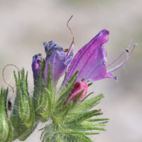 echium_plantagineum2md (Echium plantagineum)