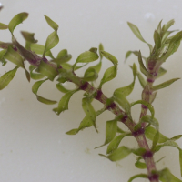 elodea_nuttallii2md