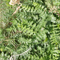 Filipendula vulgaris (Filipendule commune, Spirée filipendule)