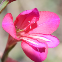 Gladiolus communis (Glaieul commun)