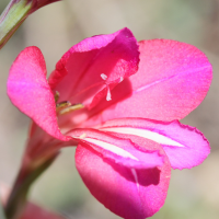 gladiolus_communis1md