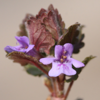 glechoma_hederacea3md