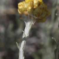 helichrysum_conglobatum2bd