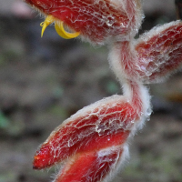 heliconia_danielsiana5md